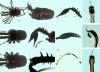 Ischyropsalis carli